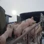 свинина домашняя в тушах (оптом) в Уфе и Республике Башкортостан 9