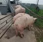 свиньи, поросята, санбрак в Уфе и Республике Башкортостан 9