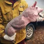 свиньи, поросята, санбрак в Уфе и Республике Башкортостан 8
