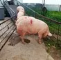 свиньи, поросята, санбрак в Уфе и Республике Башкортостан 5