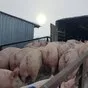 свиньи, поросята, санбрак в Уфе и Республике Башкортостан 2
