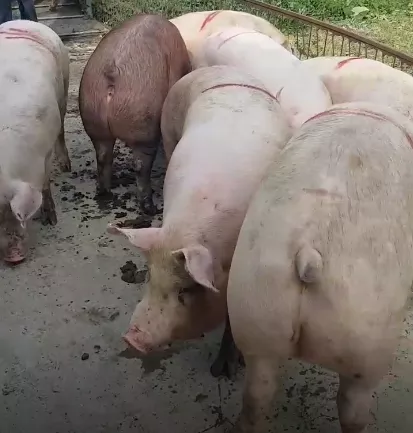 свиньи, свиноматки с комплекса (оптом) в Уфе и Республике Башкортостан 6