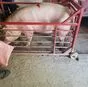 свиньи, свиноматки с комплекса (оптом) в Уфе и Республике Башкортостан 2