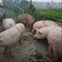 свиньи, свиноматки оптом с комплекса в Уфе и Республике Башкортостан 7