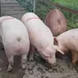 свиньи, свиноматки оптом с комплекса в Уфе и Республике Башкортостан 5