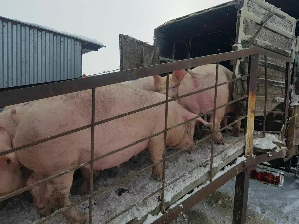свиньи, свиноматки оптом с комплекса в Уфе и Республике Башкортостан 3