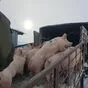 свиньи, свиноматки оптом с комплекса в Уфе и Республике Башкортостан 2