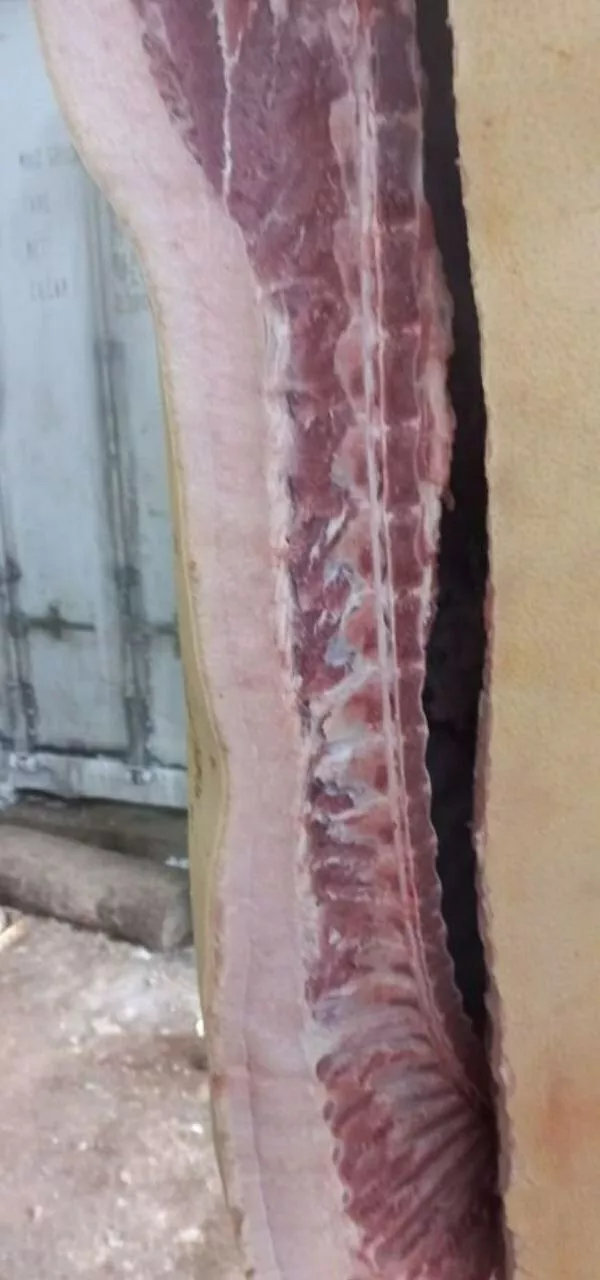 свиньи, свиноматки оптом с комплекса в Уфе и Республике Башкортостан