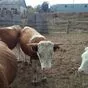 откормленные быки в Уфе и Республике Башкортостан